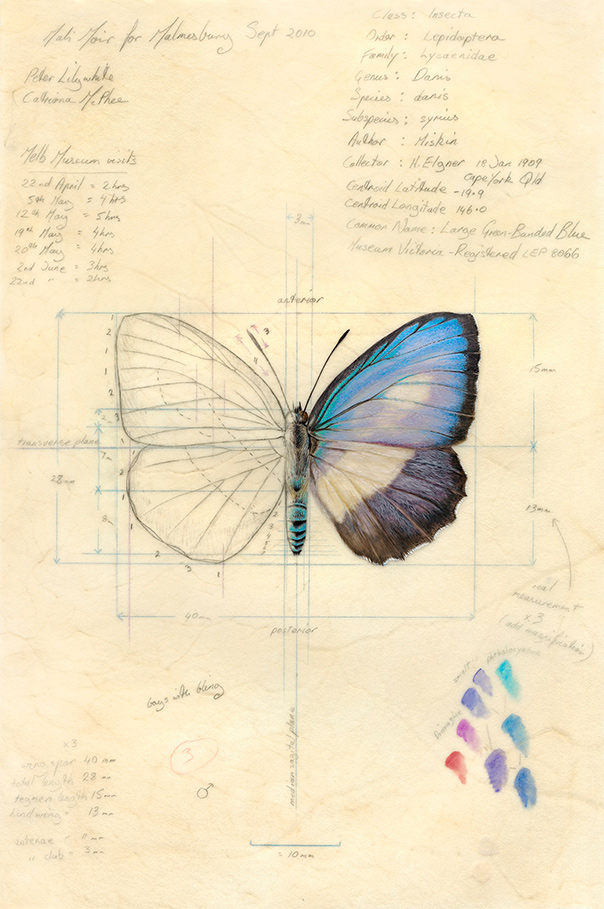 Butterfly study