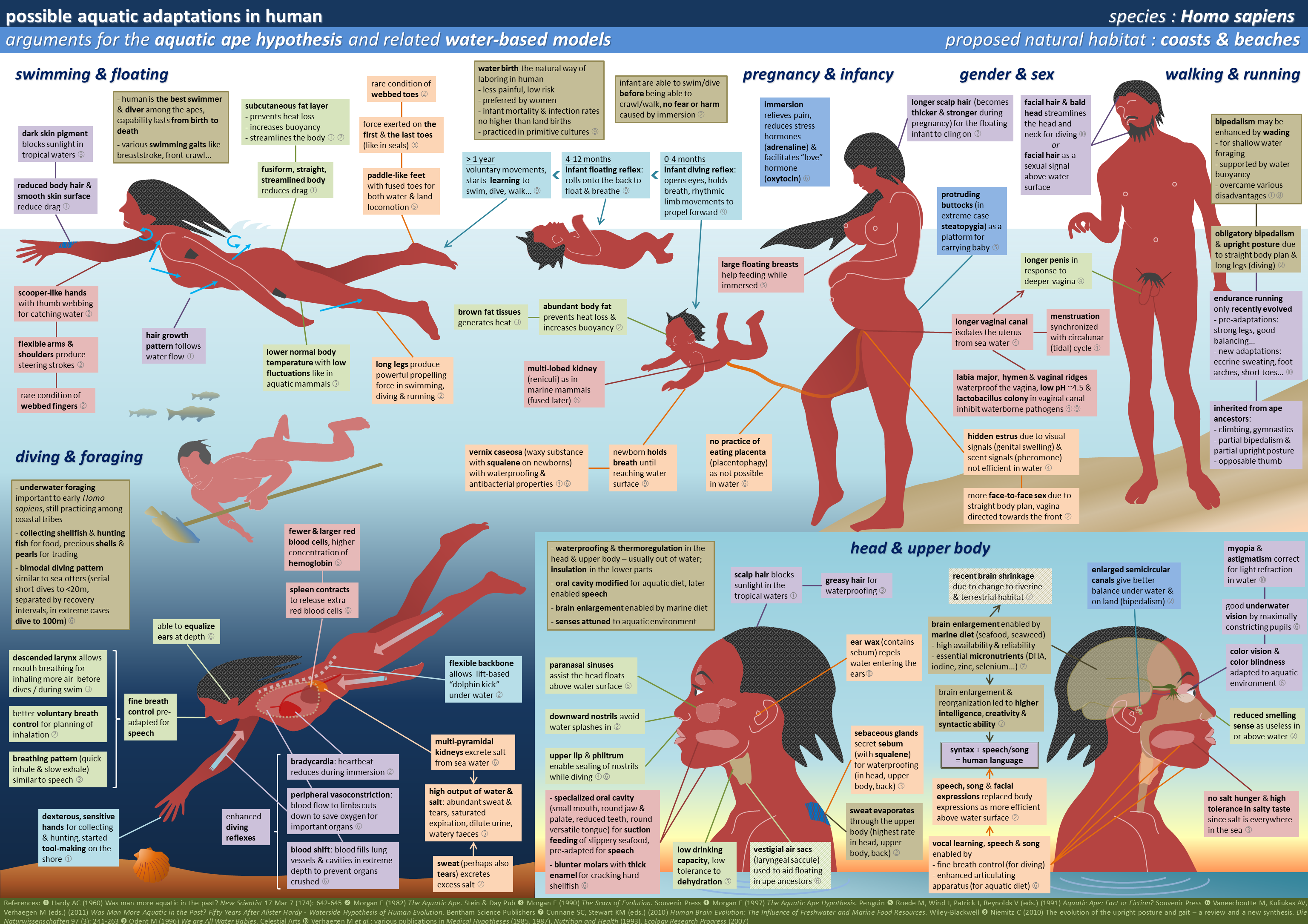 aquatic adaptations in humans