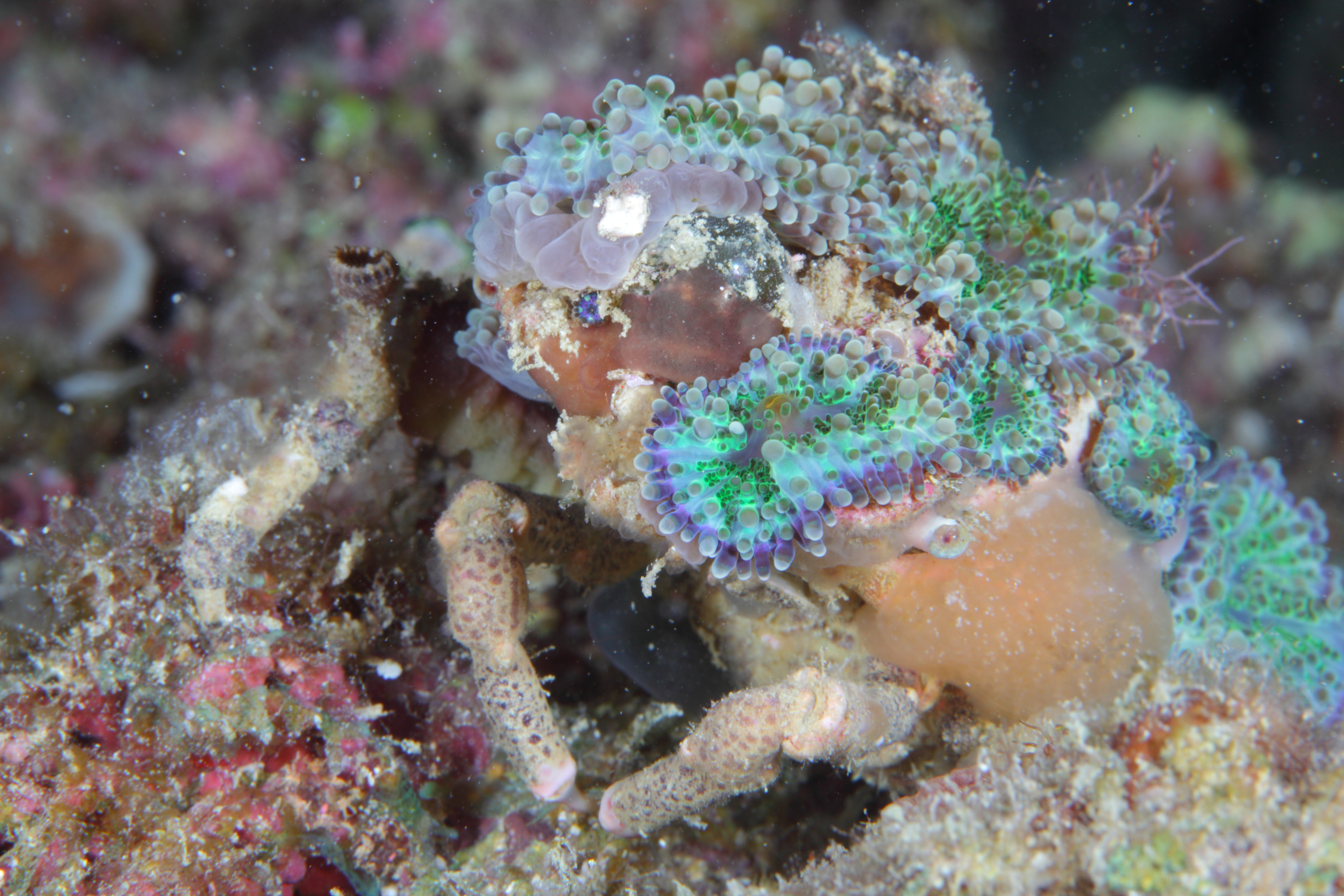 Decorator Crab