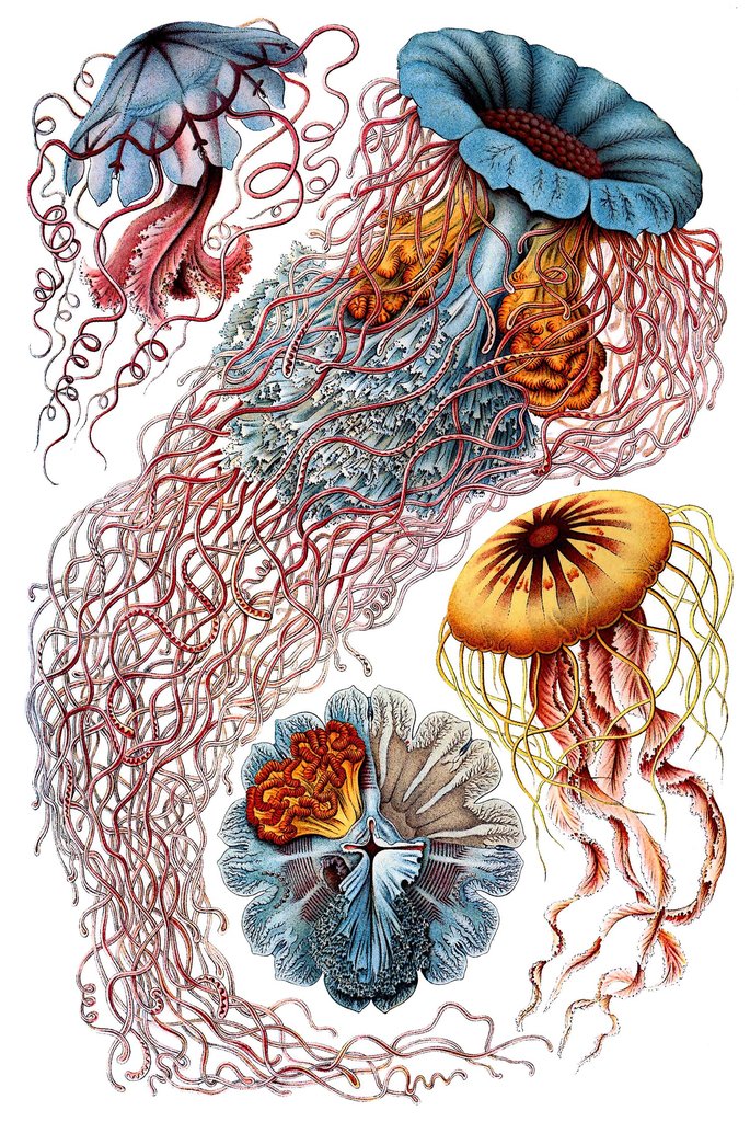 Haeckel