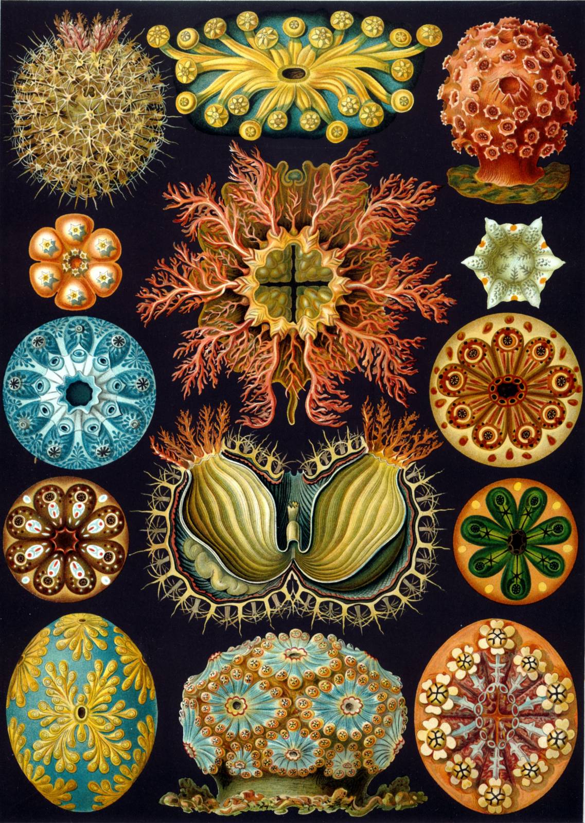 Haeckel