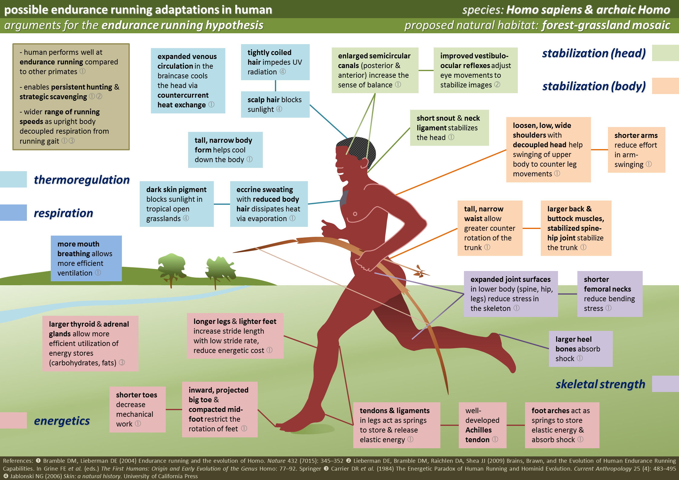 human running adaptations